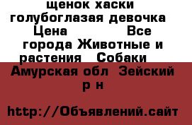 щенок хаски  голубоглазая девочка › Цена ­ 12 000 - Все города Животные и растения » Собаки   . Амурская обл.,Зейский р-н